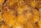 Intense Orange Calcite Crystal Cluster - Poland #228286-1